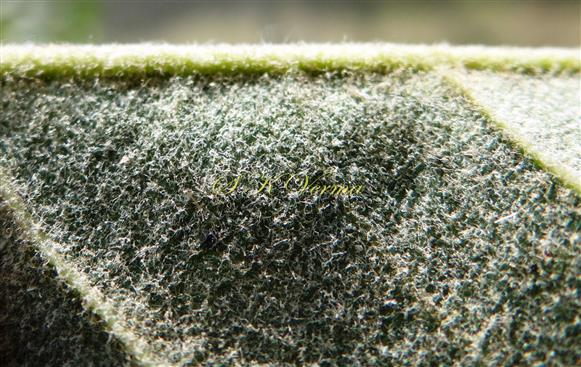 Leaf (Abaxial view)-Tomentose
